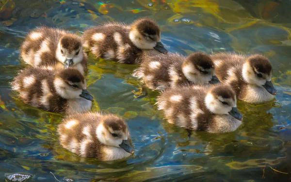 bird baby animal duckling Animal duck HD Desktop Wallpaper | Background Image