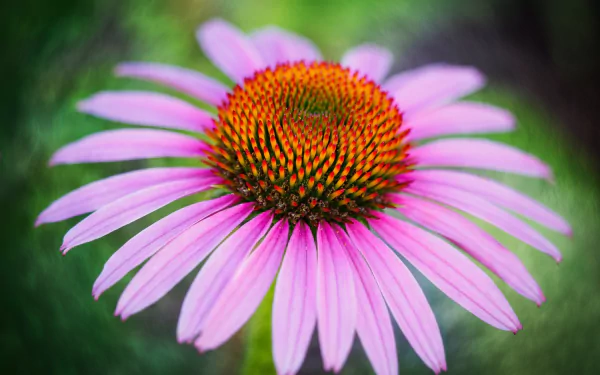 pink flower macro petal nature flower Coneflower HD Desktop Wallpaper | Background Image