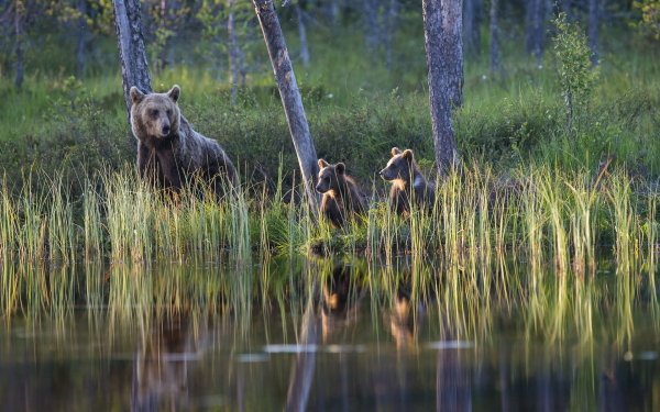 Animal Bear Bears Reflection Cub Baby Animal HD Wallpaper | Background Image
