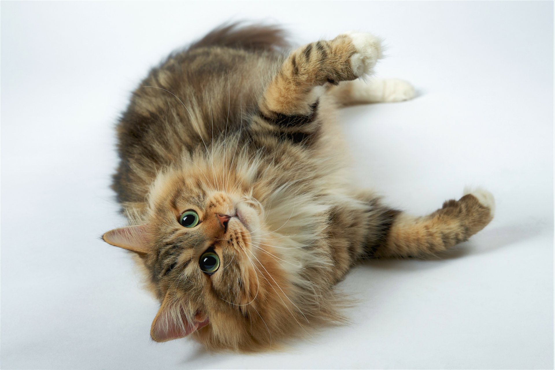 HD wallpaper and background featuring a fluffy cat lying on its back against a plain white background.