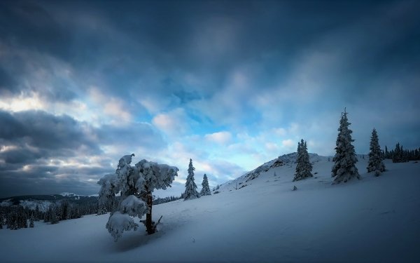 Nature Winter Tree Snow Cloud Sky HD Wallpaper | Background Image