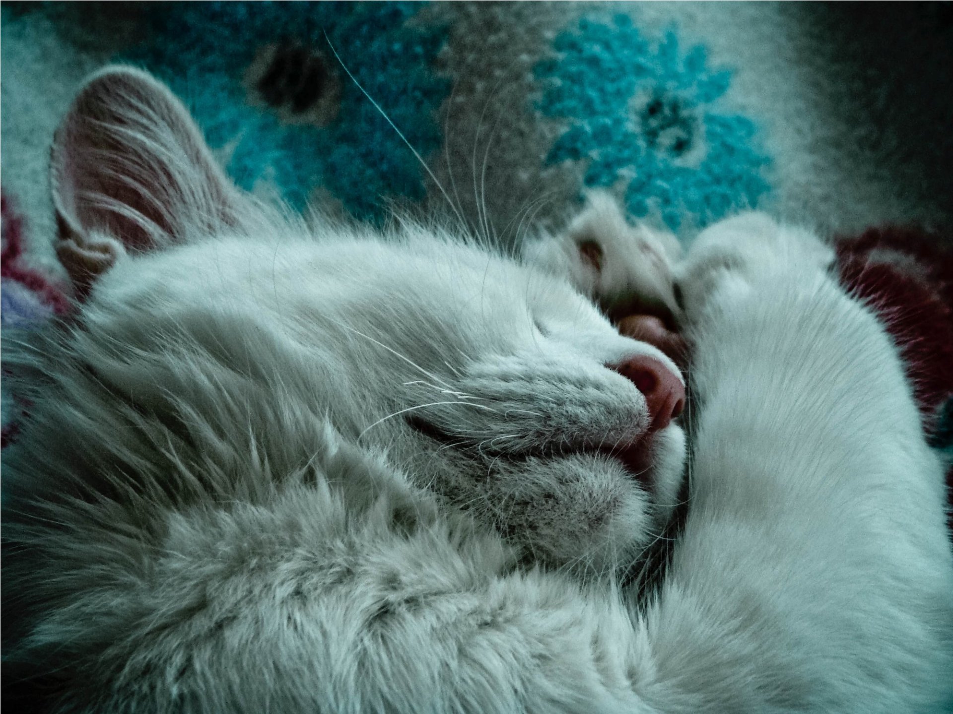 A serene close-up of a sleeping white cat, with its paws curled and fur gently illuminated, creating a calming HD desktop wallpaper and background.
