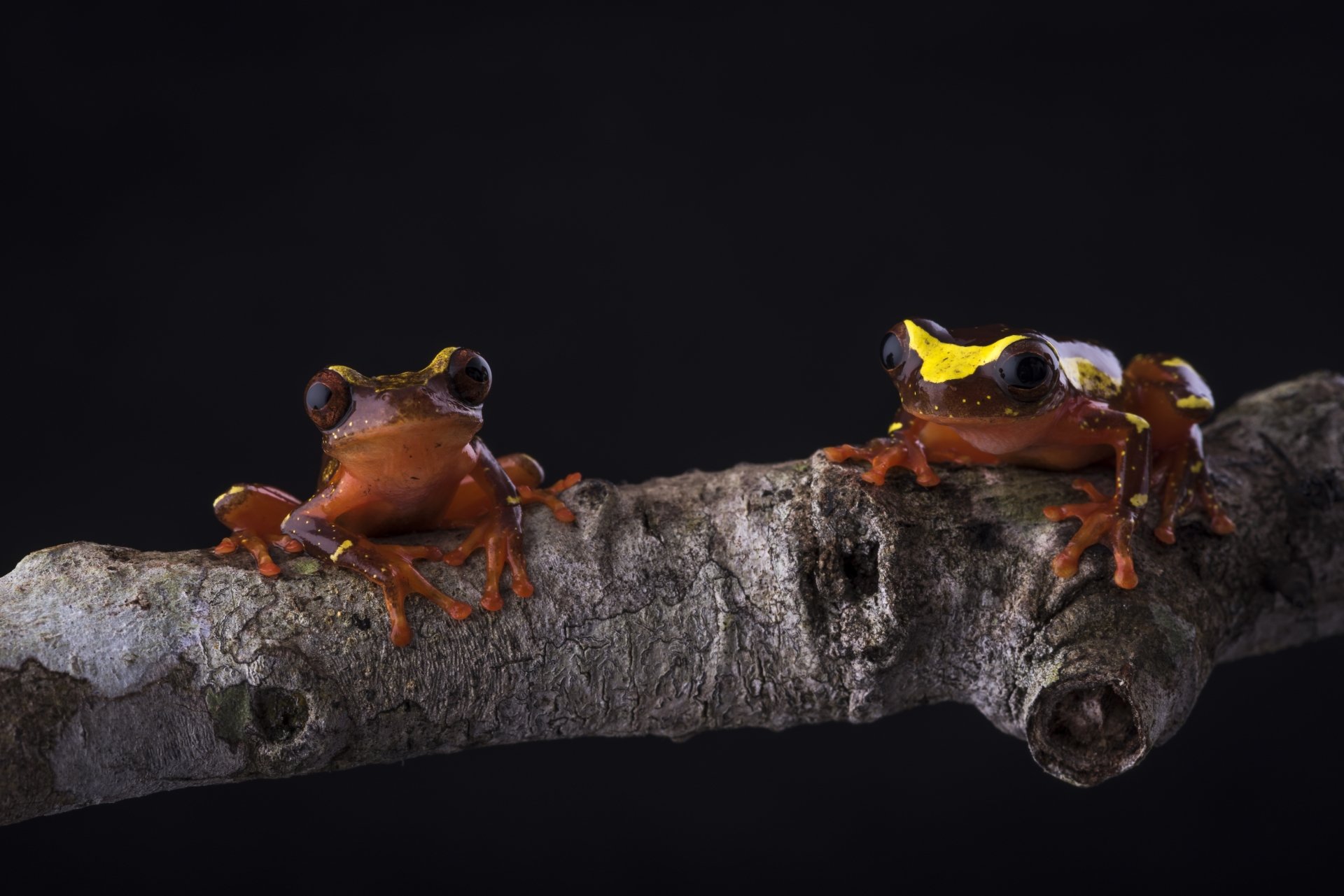 A close-up 4K Ultra HD image of two vibrant frogs perched on a textured branch against a dark background, showcasing amphibian detail and color.