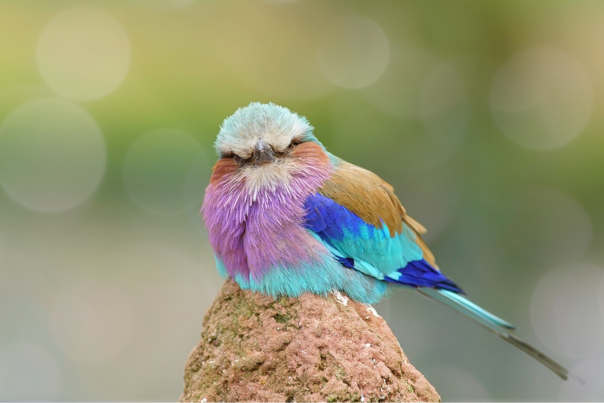 Close-up HD macro shot of a lilac-breasted roller perched with a soft bokeh background, capturing the bird’s vivid colors and intense stare.