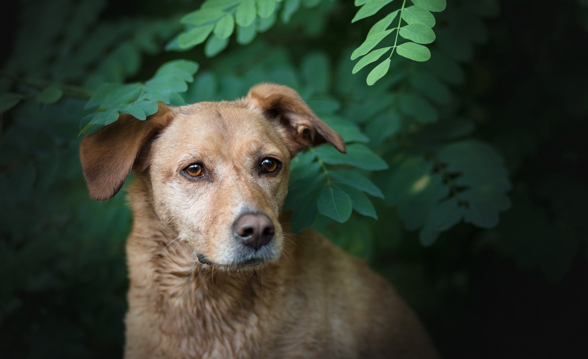 Download Muzzle Animal Dog HD Wallpaper by Audrey Bellot