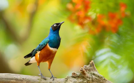 depth of field Animal bird HD Desktop Wallpaper | Background Image