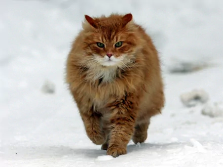  Cat Walking in the Snow
