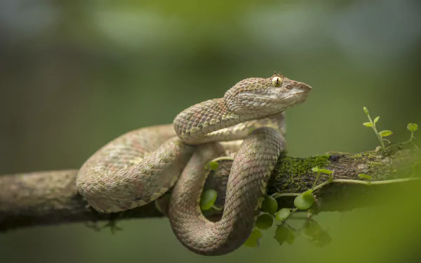 HD desktop wallpaper of a viper coiled on a branch, showcasing the detailed scales and alert eyes of this reptile in its natural environment.