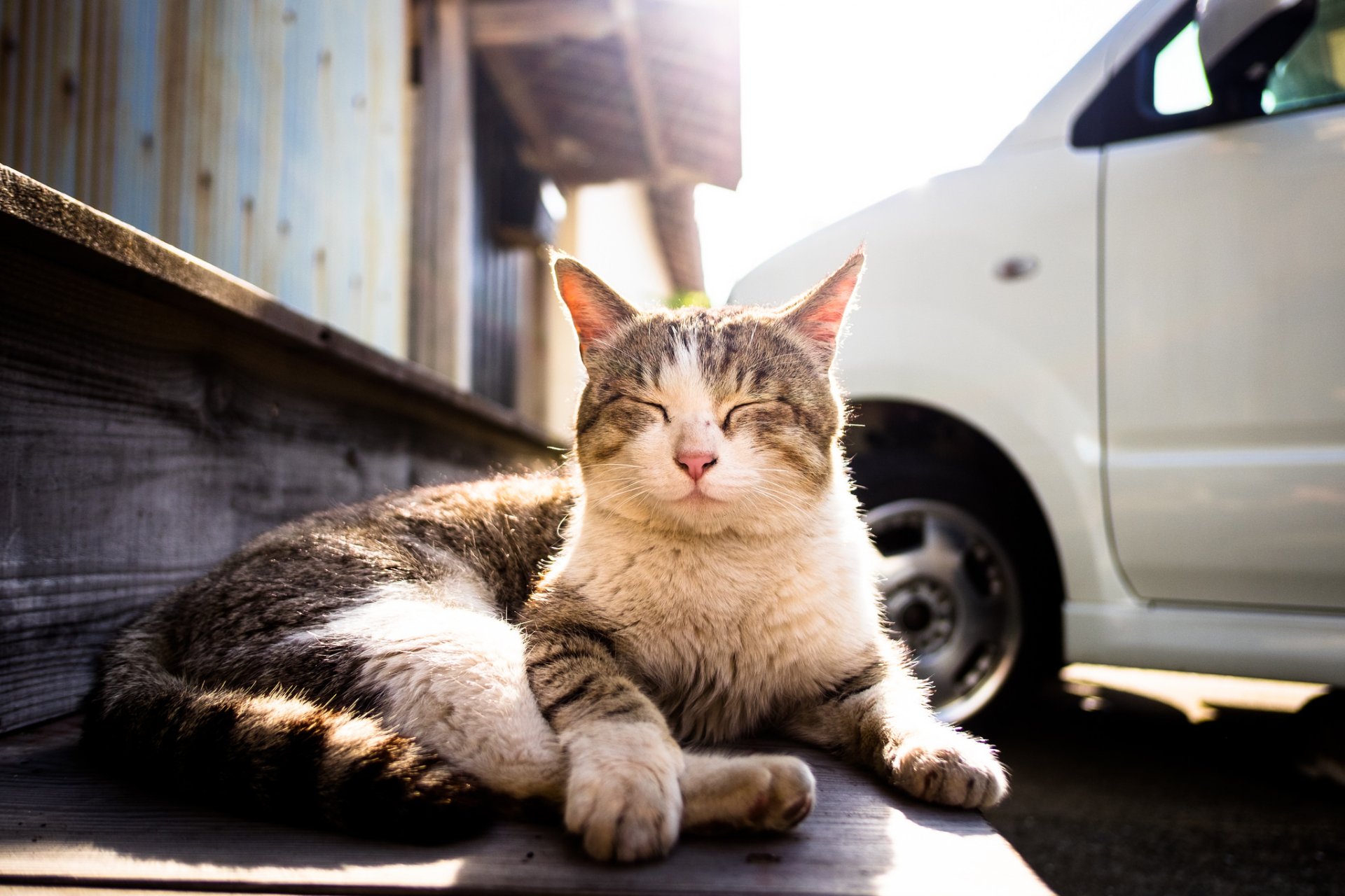 A cat resting peacefully in the sunny outdoors, captured in HD quality, making a serene and warm PC desktop wallpaper and background.