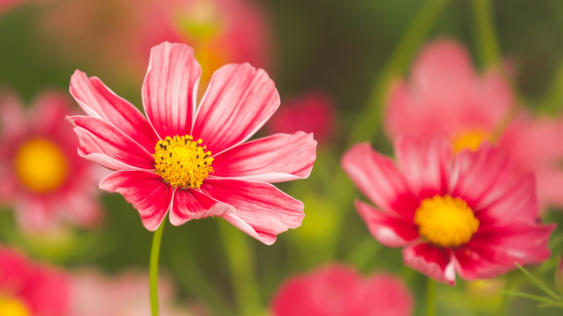 Download Macro Pink Flower Flower Nature Cosmos (Plant) HD Wallpaper