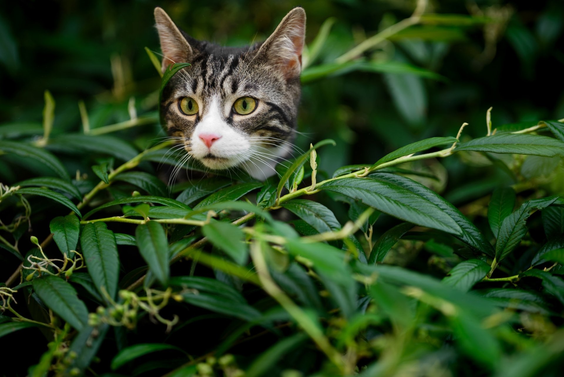 Animal Cat HD Wallpaper