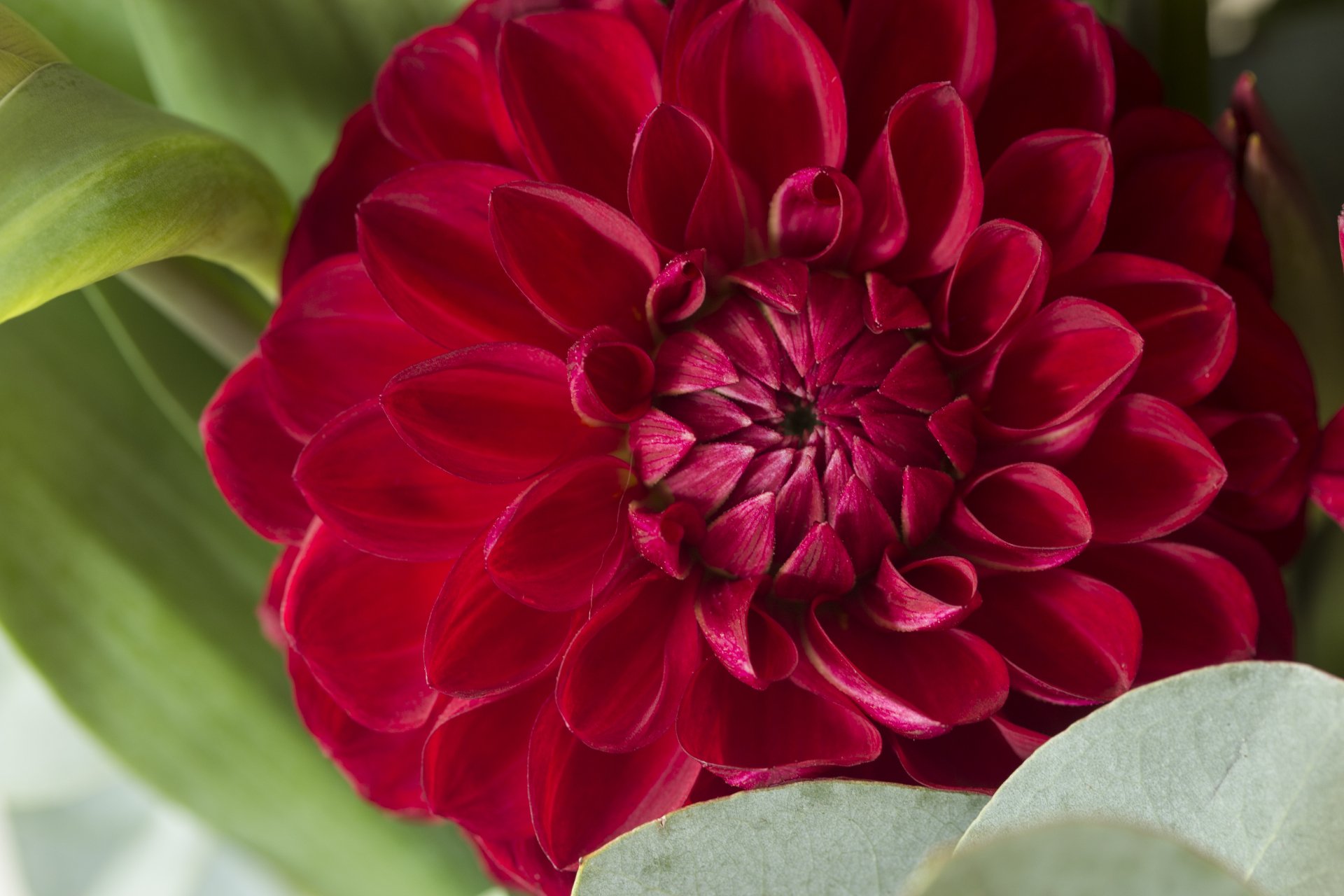 Download Red Flower Close-up Flower Nature Dahlia 4k Ultra HD Wallpaper