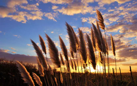 HD desktop wallpaper of pampas grass silhouetted against a vibrant sunset sky, showcasing nature’s beauty with warm light and scattered clouds.