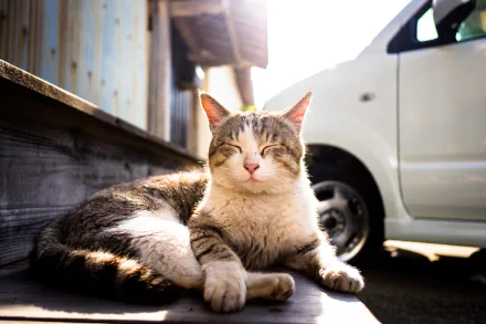sunny resting Animal cat HD Desktop Wallpaper | Background Image