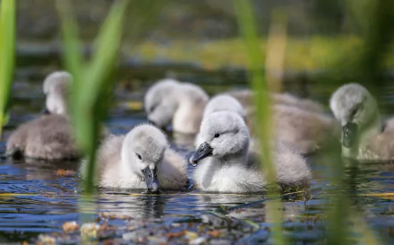 cygnet bird baby animal Animal swan HD Desktop Wallpaper | Background Image