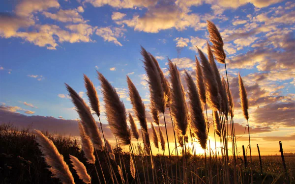 HD desktop wallpaper of pampas grass silhouetted against a vibrant sunset sky, showcasing nature’s beauty with warm light and scattered clouds.