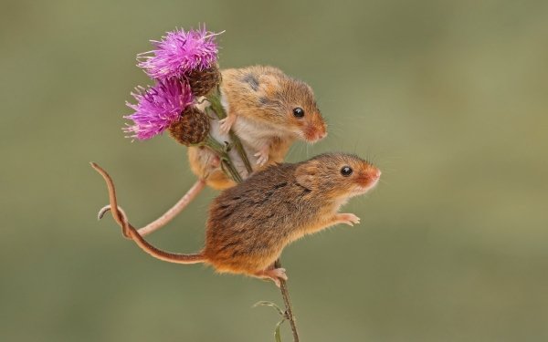 Animal Mouse Rodent HD Wallpaper | Background Image