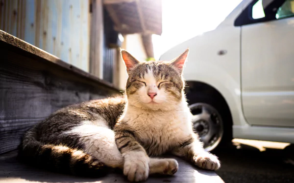 A cat resting peacefully in the sunny outdoors, captured in HD quality, making a serene and warm PC desktop wallpaper and background.