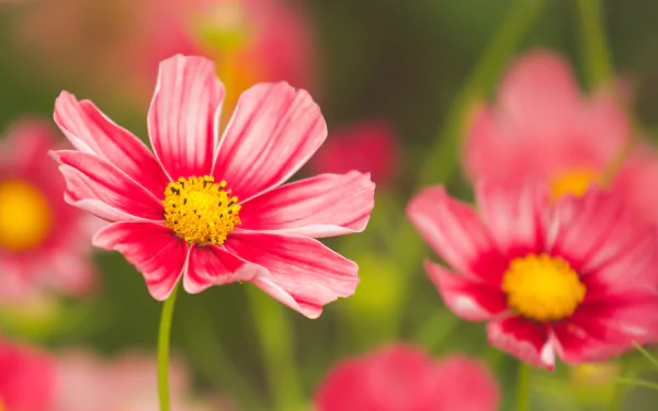 macro pink flower flower nature Cosmos (Plant) HD Desktop Wallpaper | Background Image