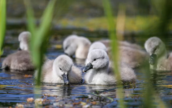 A group of fluffy cygnets swimming calmly in the water, showcasing baby swan birds in a natural setting, captured in HD for a vibrant PC desktop wallpaper.