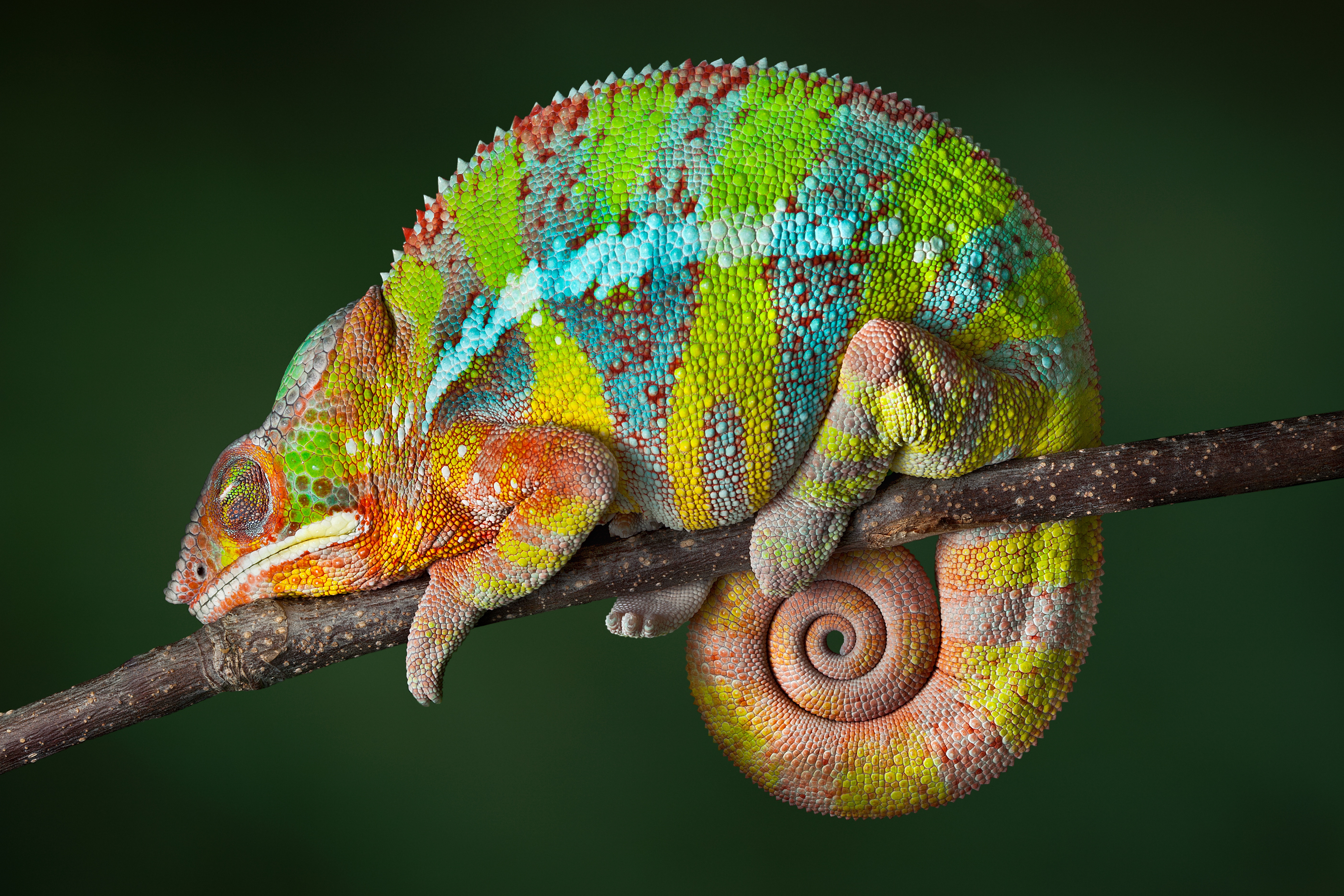 Chameleon. Йеменский хамелеон самка. Сенегальский хамелеон. Радужный мадагаскарский геккон. Пантерный хамелеон.