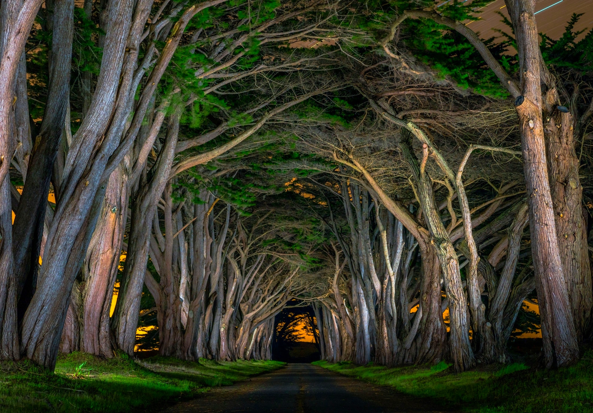 Tree Canopy over Road