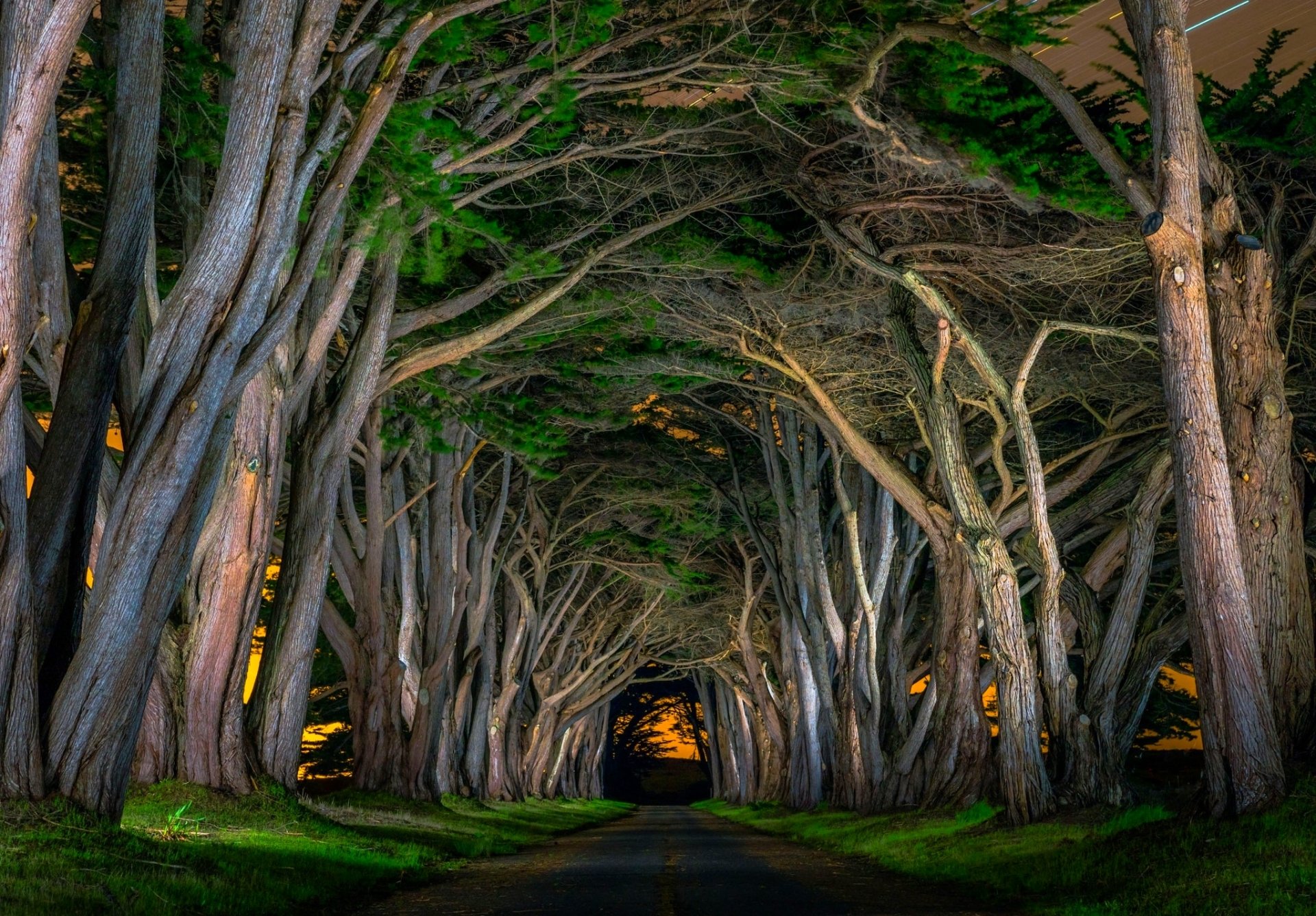 HD PC desktop wallpaper and background showing a tree-lined road with an arched canopy of intertwined trees forming a natural tunnel over a man-made path, warm light glowing at the far end