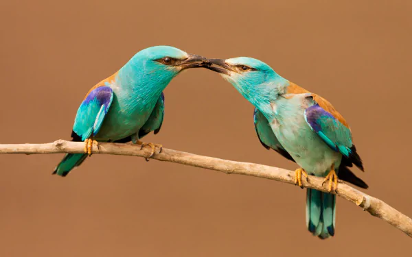 Animal roller HD Desktop Wallpaper | Background Image