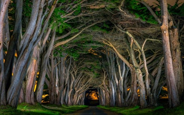 Man Made Road Tree Canopy Tree-Lined HD Wallpaper | Background Image
