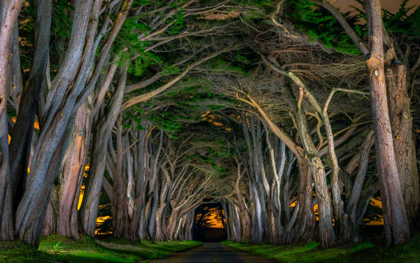 HD PC desktop wallpaper and background showing a tree-lined road with an arched canopy of intertwined trees forming a natural tunnel over a man-made path, warm light glowing at the far end