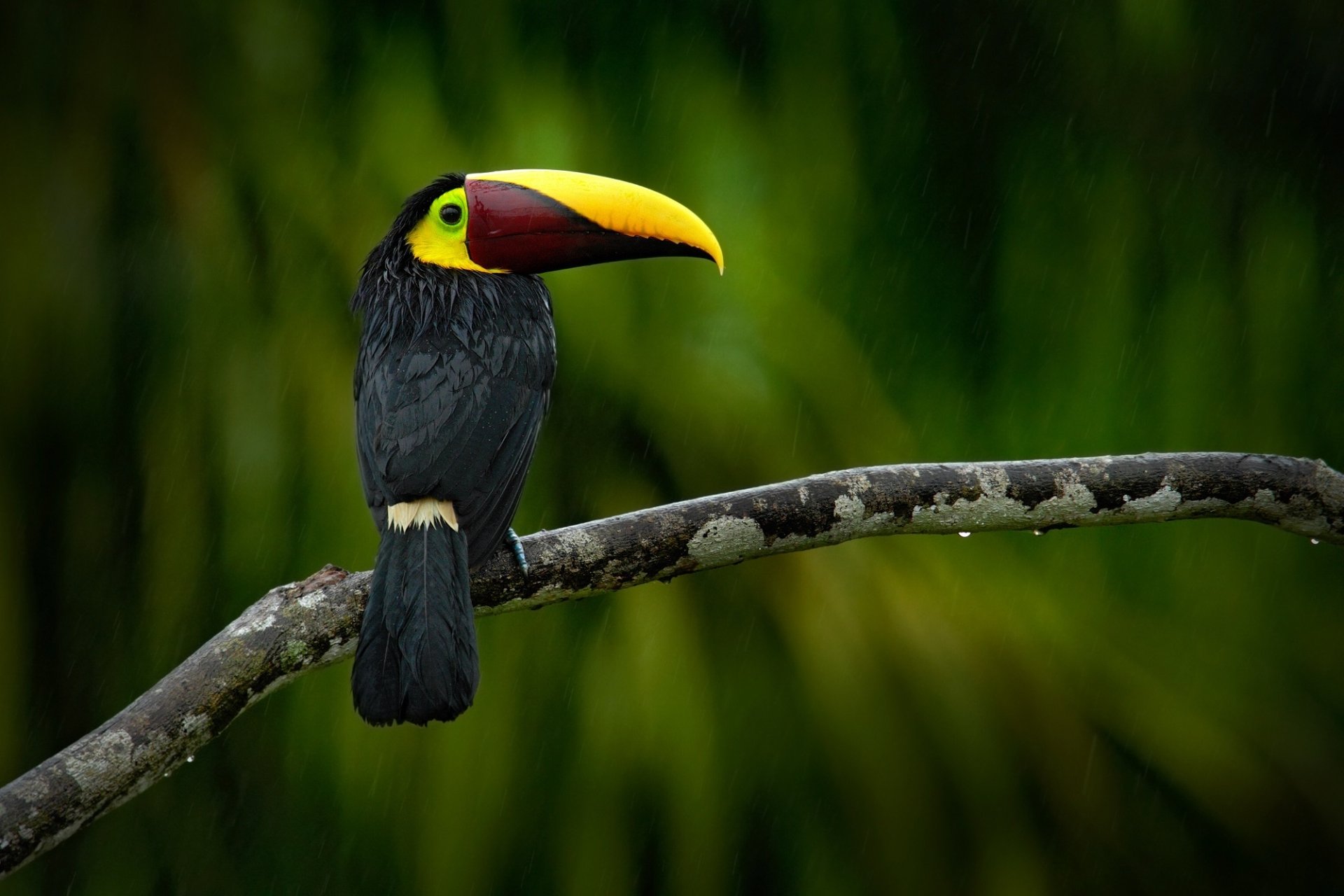 HD desktop wallpaper featuring a toucan with a vibrant yellow and red beak perched on a branch against a blurred green background.