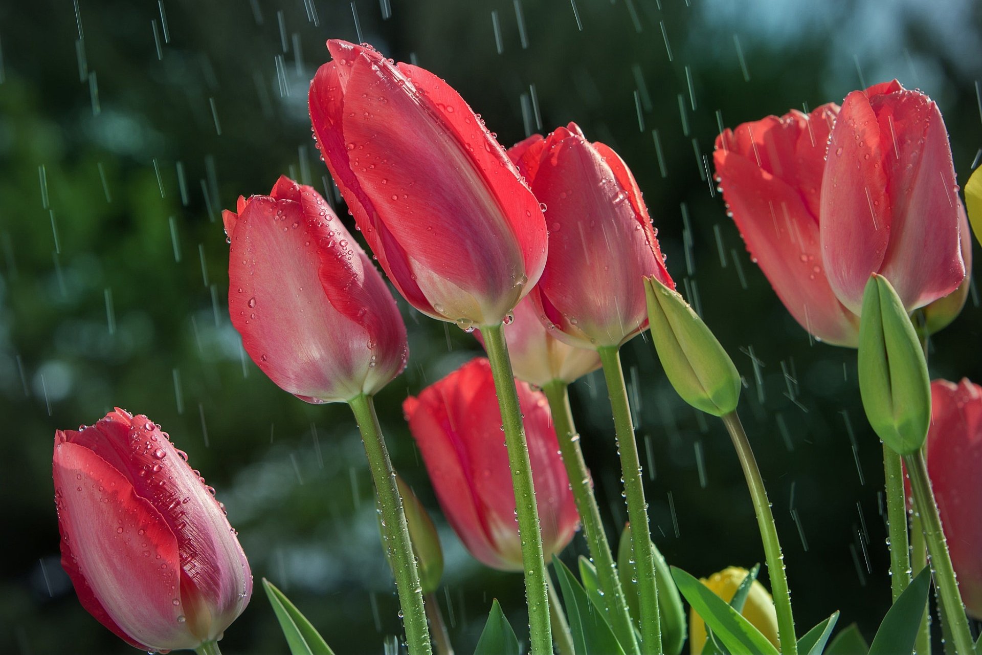 Download Summer Rain Pink Flower Flower Close-up Nature Tulip HD Wallpaper