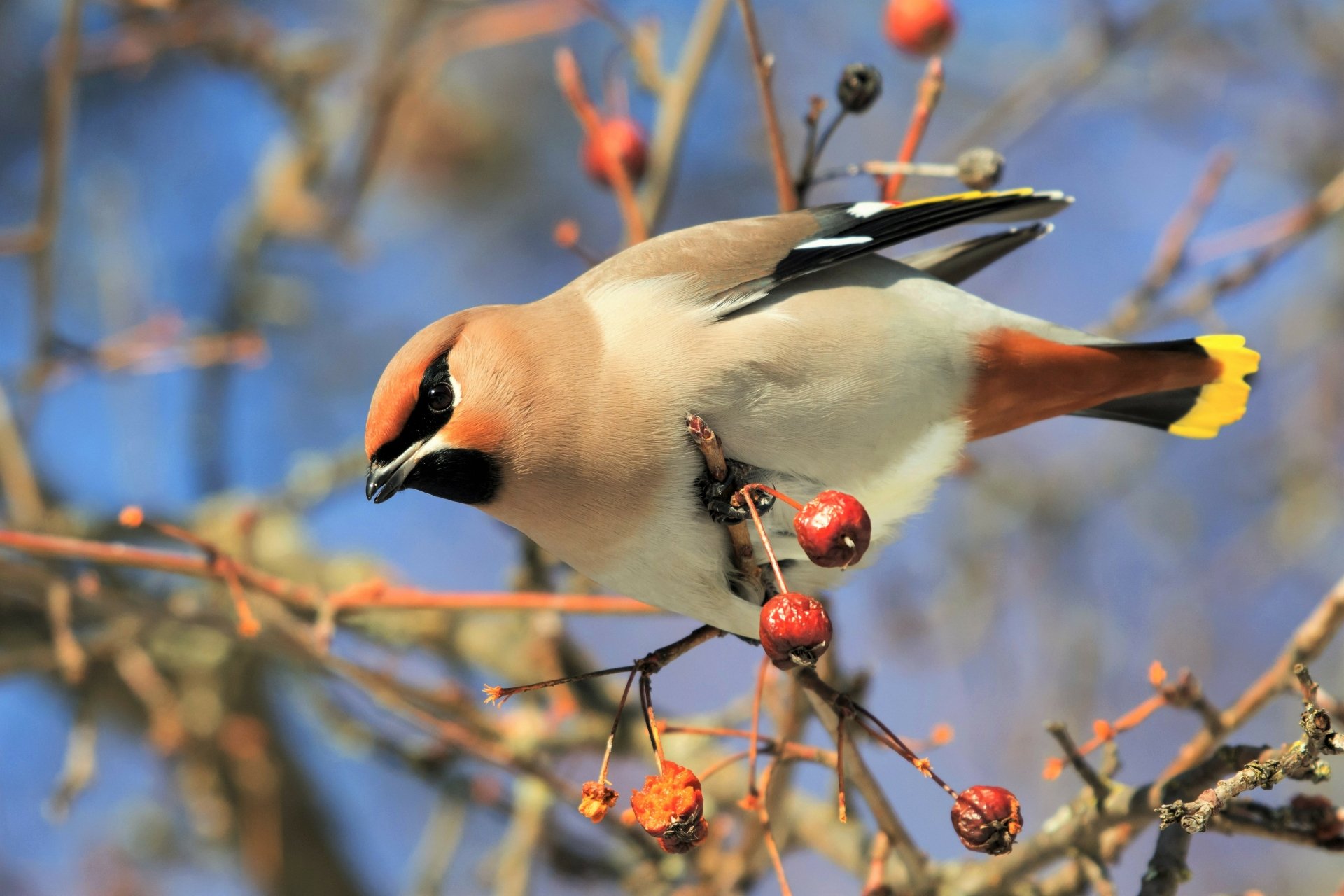 A cedar waxwing perches on a berry-laden branch against a clear blue sky, captured in crisp 4K Ultra HD detail.