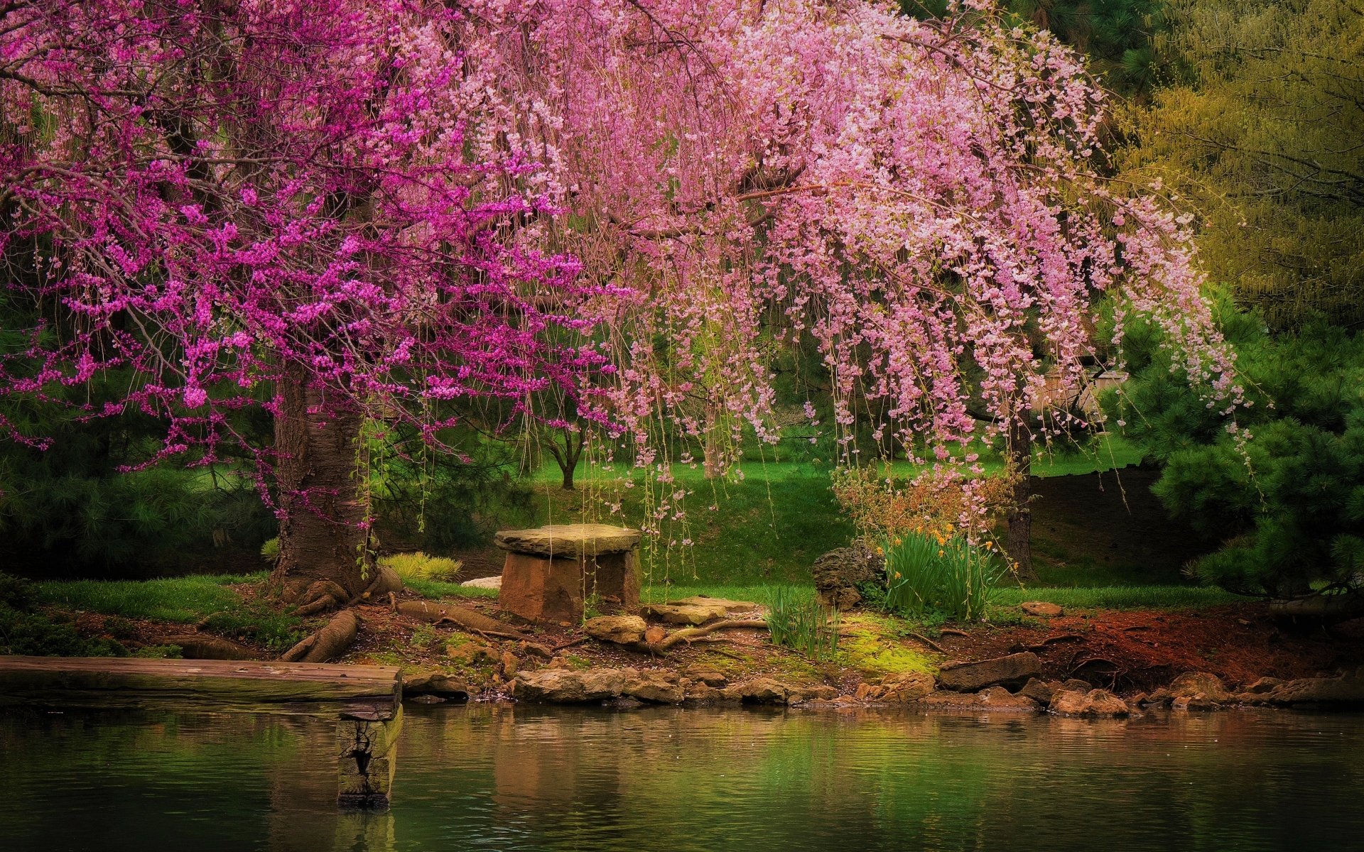 Blossoming Tree in Spring Park 4k Ultra HD Wallpaper | Background Image