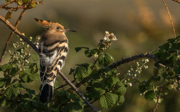 HD desktop wallpaper featuring a hoopoe bird perched on a branch with green leaves and blurred natural background.