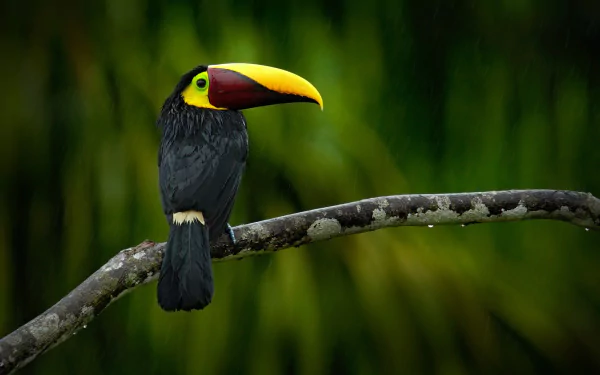 beak bird Animal toucan HD Desktop Wallpaper | Background Image