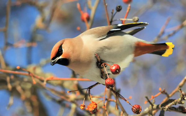 A cedar waxwing perches on a berry-laden branch against a clear blue sky, captured in crisp 4K Ultra HD detail.