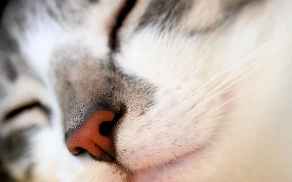 Close-up HD PC desktop wallpaper of a peacefully sleeping cat’s face, highlighting its nose and soft fur in vivid detail.