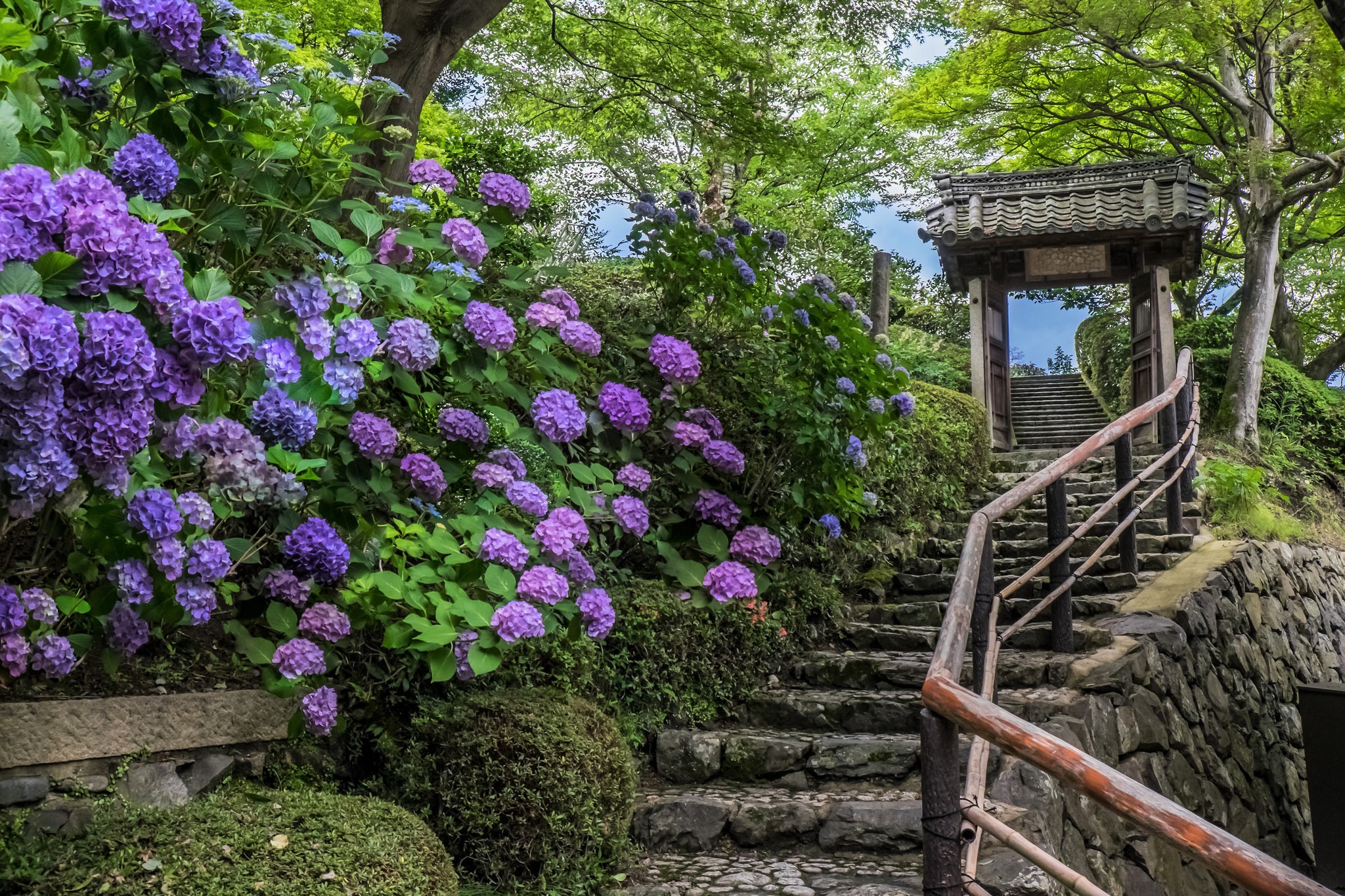 14 Inspiring Hydrangea Gardens to Elevate Your Outdoor Space