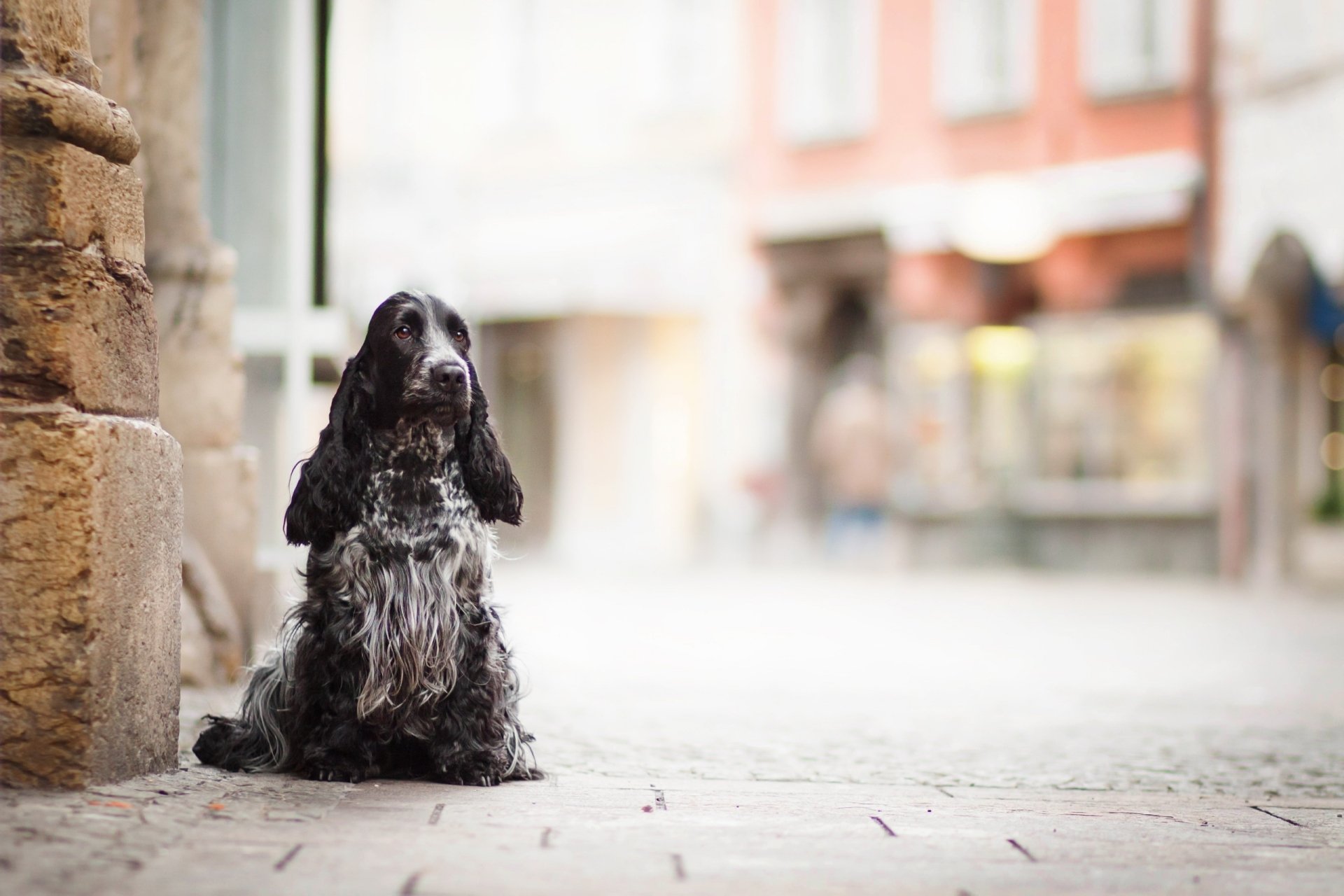 Cocker spaniel dog sitting on a cobblestone street with shallow depth of field; 2K Quad HD PC desktop wallpaper background.