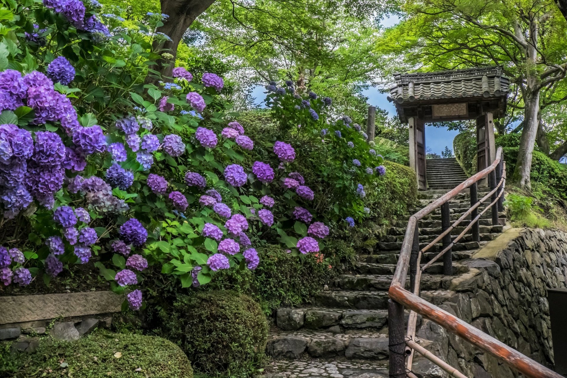 Purple hydrangea flowers bloom alongside stone steps and a traditional wooden gate in a serene spring park setting, captured in vibrant HD for a desktop wallpaper.