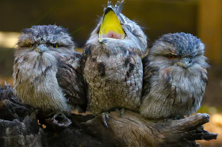 Three funny Tawny Frogmouths, a bird animal trio perched on a branch — center one yawning; crisp 4K Ultra HD PC desktop wallpaper/background.