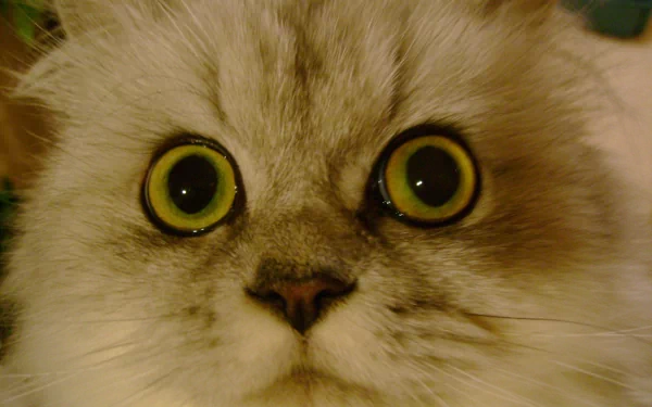 Animal cat HD Desktop Wallpaper | Background Image