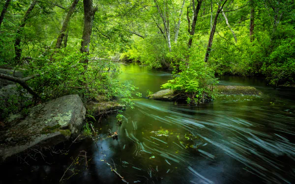 greenery nature river HD Desktop Wallpaper | Background Image
