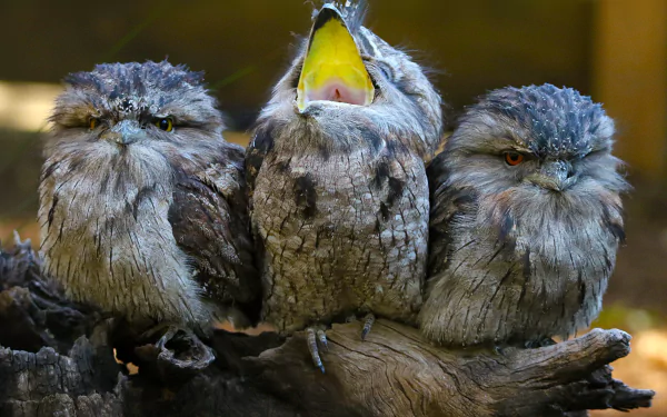 Three funny Tawny Frogmouths, a bird animal trio perched on a branch — center one yawning; crisp 4K Ultra HD PC desktop wallpaper/background.