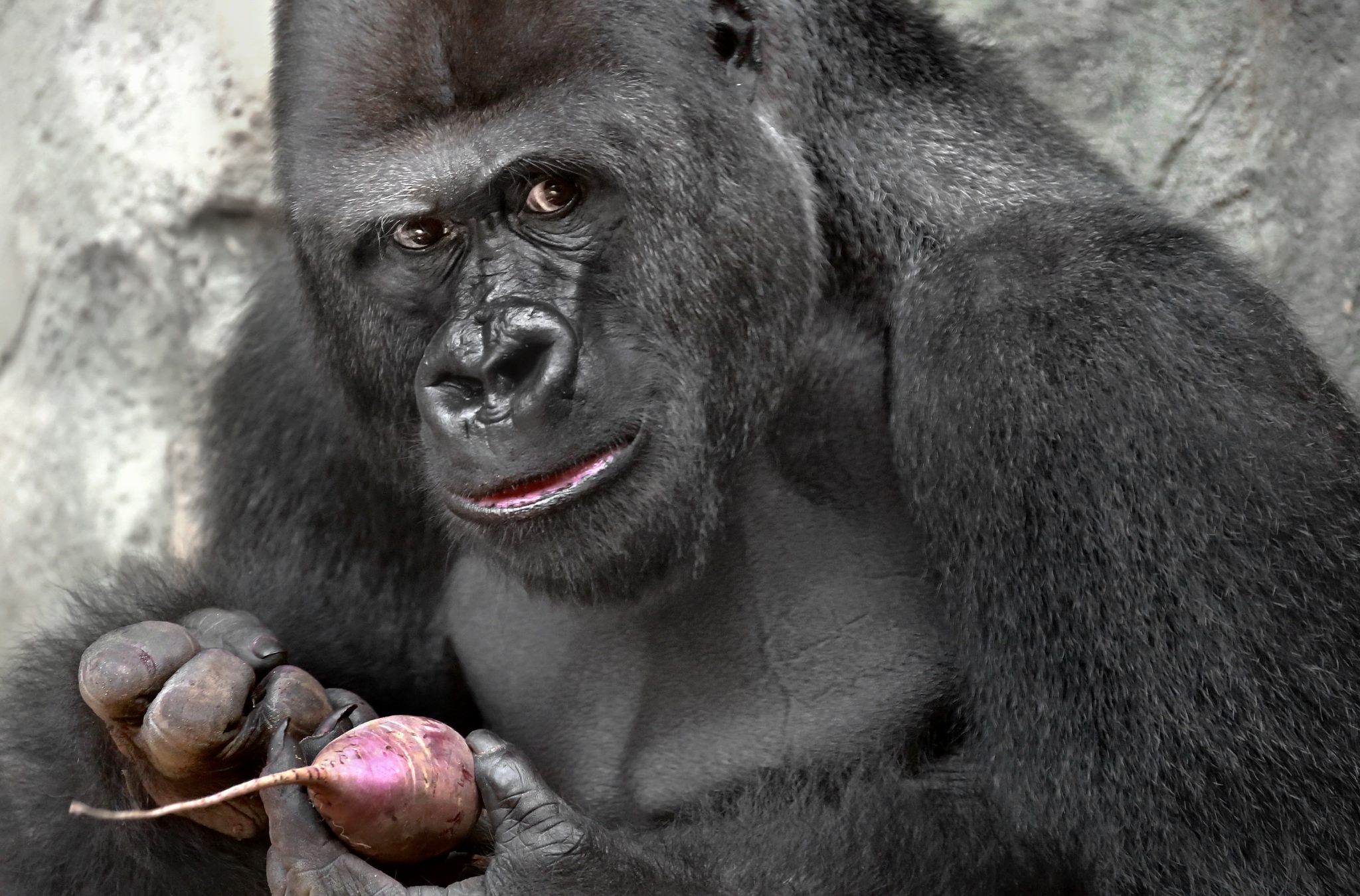 Gorilla Hd Wallpaper Background Image 48x1350 Id Wallpaper Abyss