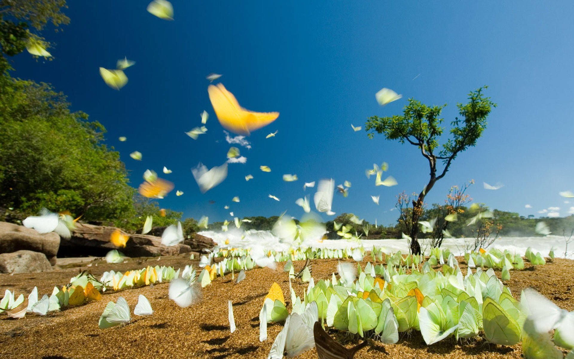 A vibrant HD desktop wallpaper featuring numerous butterflies fluttering under a bright sunlit sky with a lone tree in the background.