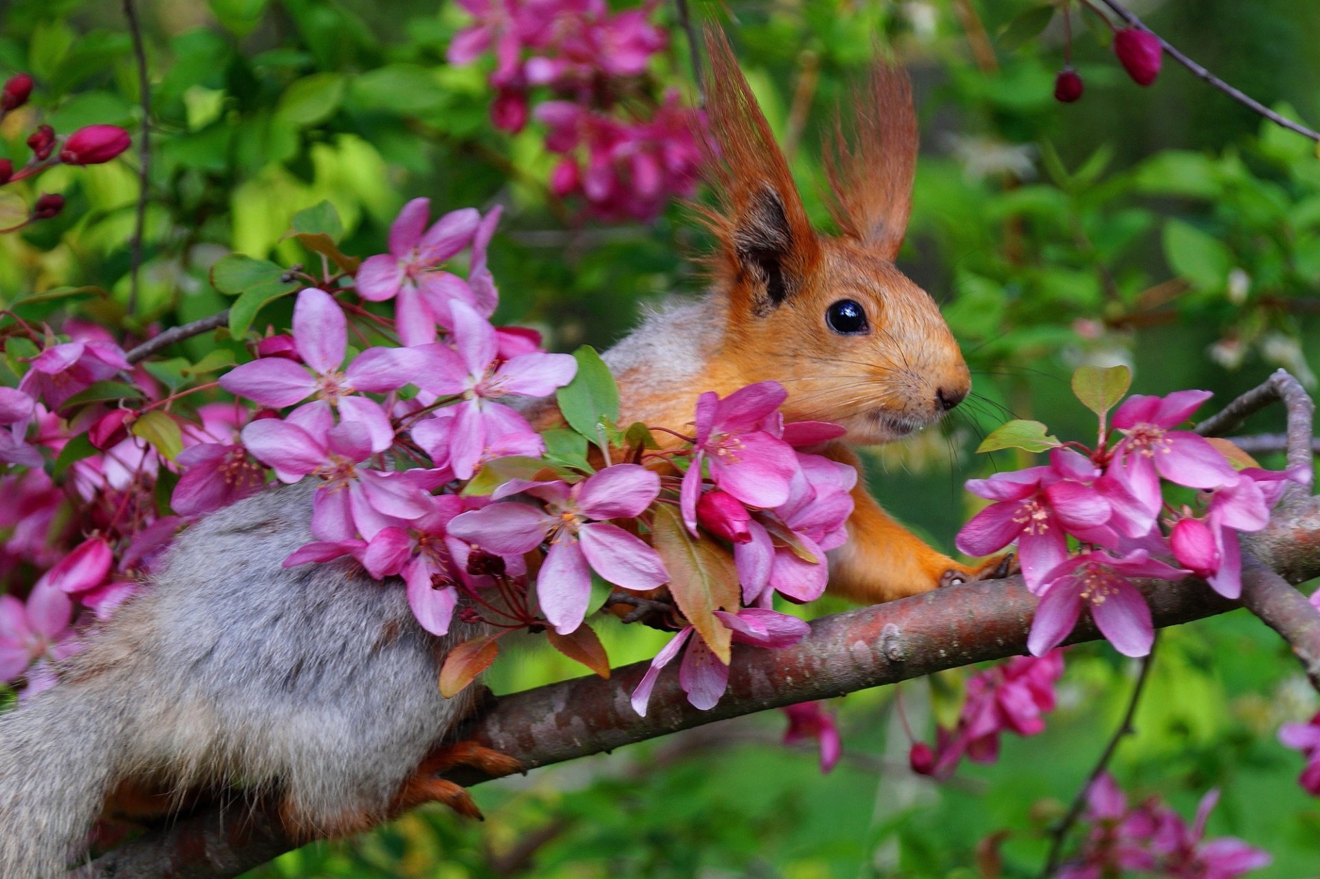 Download Pink Flower Blossom Rodent Animal Squirrel HD Wallpaper