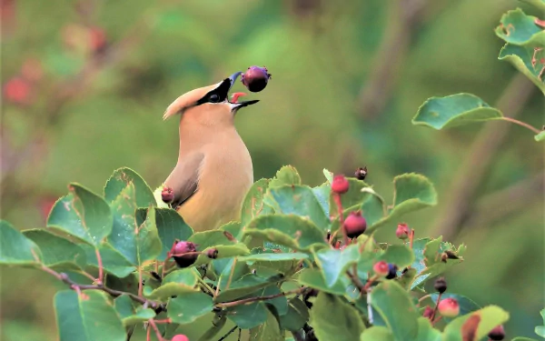 A cedar waxwing bird perched among green leaves and red berries, captured in vibrant detail for an HD PC desktop wallpaper.