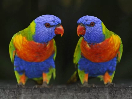 Animal rainbow lorikeet HD Desktop Wallpaper | Background Image